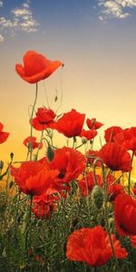 Fleurs,Plantes,Coquelicots