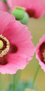 Plantas,Flores,Amapolas