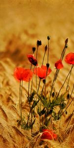 Plantas,Flores,Amapolas