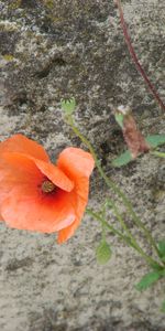 Plantas,Flores,Amapolas