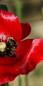 Plantas,Flores,Amapolas