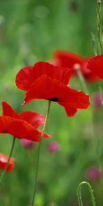 Plantas,Flores,Amapolas