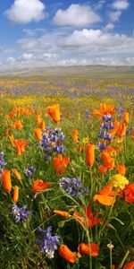 Plants,Flowers,Poppies,Landscape,Fields