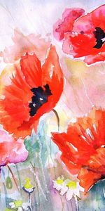 Fleurs,Plantes,Coquelicots,Dessins