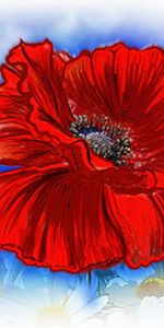 Plantes,Fleurs,Coquelicots,Dessins