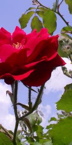 Plants,Flowers,Roses