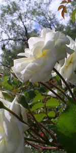 Plants,Flowers,Roses