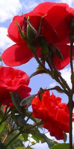 Plants,Flowers,Roses