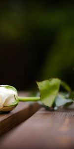 Plants,Flowers,Roses