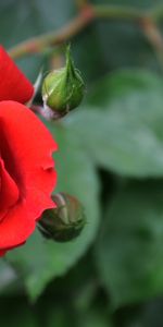 Plants,Flowers,Roses