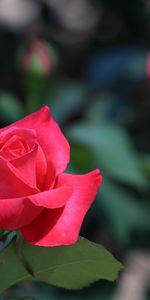 Plants,Flowers,Roses