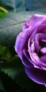 Plants,Flowers,Roses