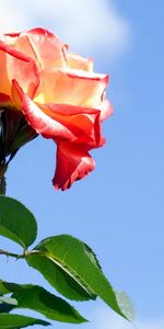 Plants,Flowers,Roses