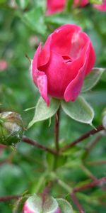 Plants,Flowers,Roses