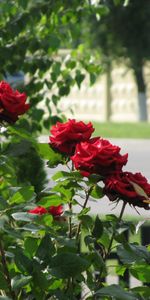 Plants,Flowers,Roses