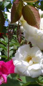 Plants,Flowers,Roses