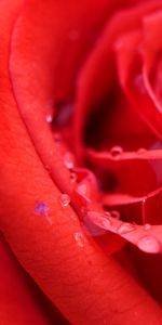 Plants,Flowers,Roses,Background