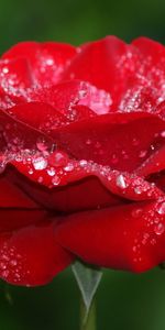 Drops,Plantes,Roses,Fleurs