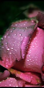 Drops,Plantes,Fleurs,Roses