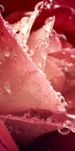 Plantes,Drops,Fleurs,Roses,Photo Artistique