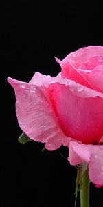 Plantes,Roses,Drops,Fleurs,Contexte