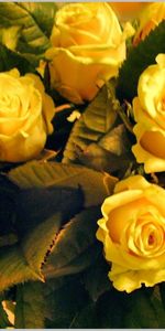 Plantas,Flores,Roses,Postales