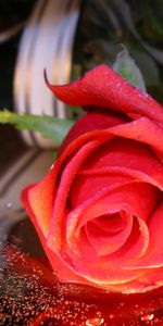 Plantas,Roses,Postales,Flores