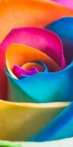 Plants,Flowers,Roses,Rainbow,Background