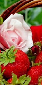 Plants,Flowers,Roses,Strawberry,Berries