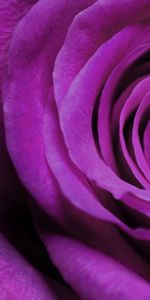 Plants,Flowers,Roses,Violet,Background