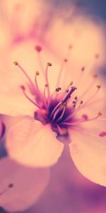 Plants,Flowers,Sakura