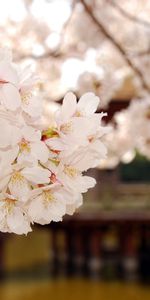 Plants,Flowers,Sakura