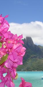 Flores,Plantas,Mar,Paisaje