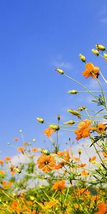 Plantes,Fleurs,Sky