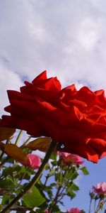 Plantes,Fleurs,Sky,Roses