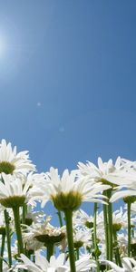 Plants,Flowers,Sky,Sun,Camomile