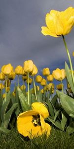 Plantas,Flores,Cielo,Tulipanes