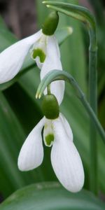 Plants,Flowers,Snowdrops