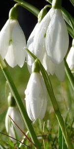 Plantas,Flores,Snowdrops