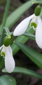 Plantas,Flores,Snowdrops