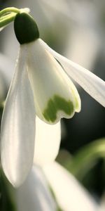 Plantas,Flores,Snowdrops