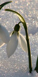 Plantas,Flores,Snowdrops