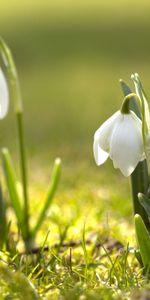 Plantas,Flores,Snowdrops