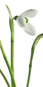 Plantas,Flores,Snowdrops