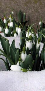 Plantas,Invierno,Flores,Snowdrops