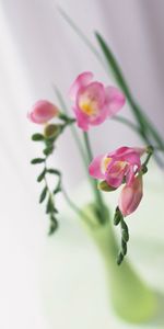 Plantes,Still Life,Fleurs