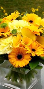 Plants,Flowers,Still Life,Sunflowers