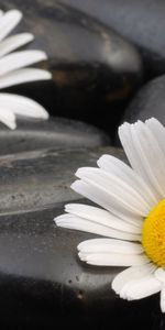 Plants,Flowers,Stones,Background,Camomile