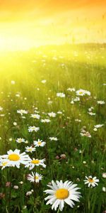 Plants,Flowers,Sun,Landscape,Camomile