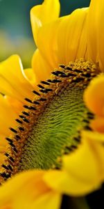 Plantes,Fleurs,Tournesols